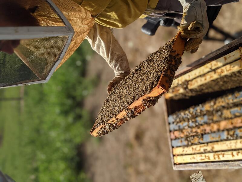 Bee Friendly Farming - Featuring Susan Sokol Blosser
